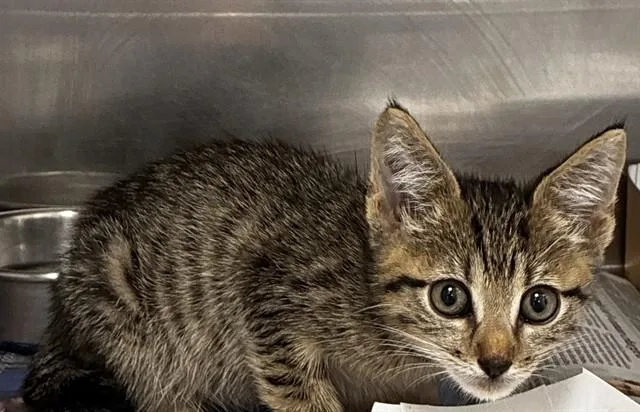 A baby small-sized male Domestic Short Hair cat named Melvin for adoption in Fort Lauderdale, FL