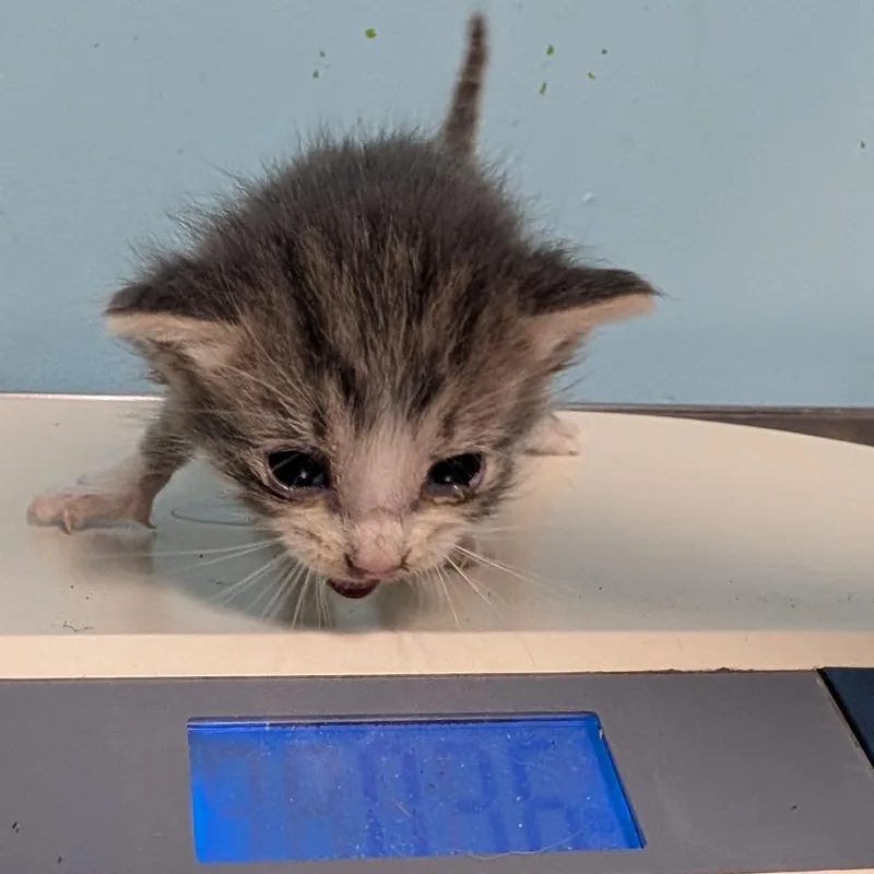 A baby small-sized male Domestic Short Hair cat named Milos for adoption in Jefferson city, TN