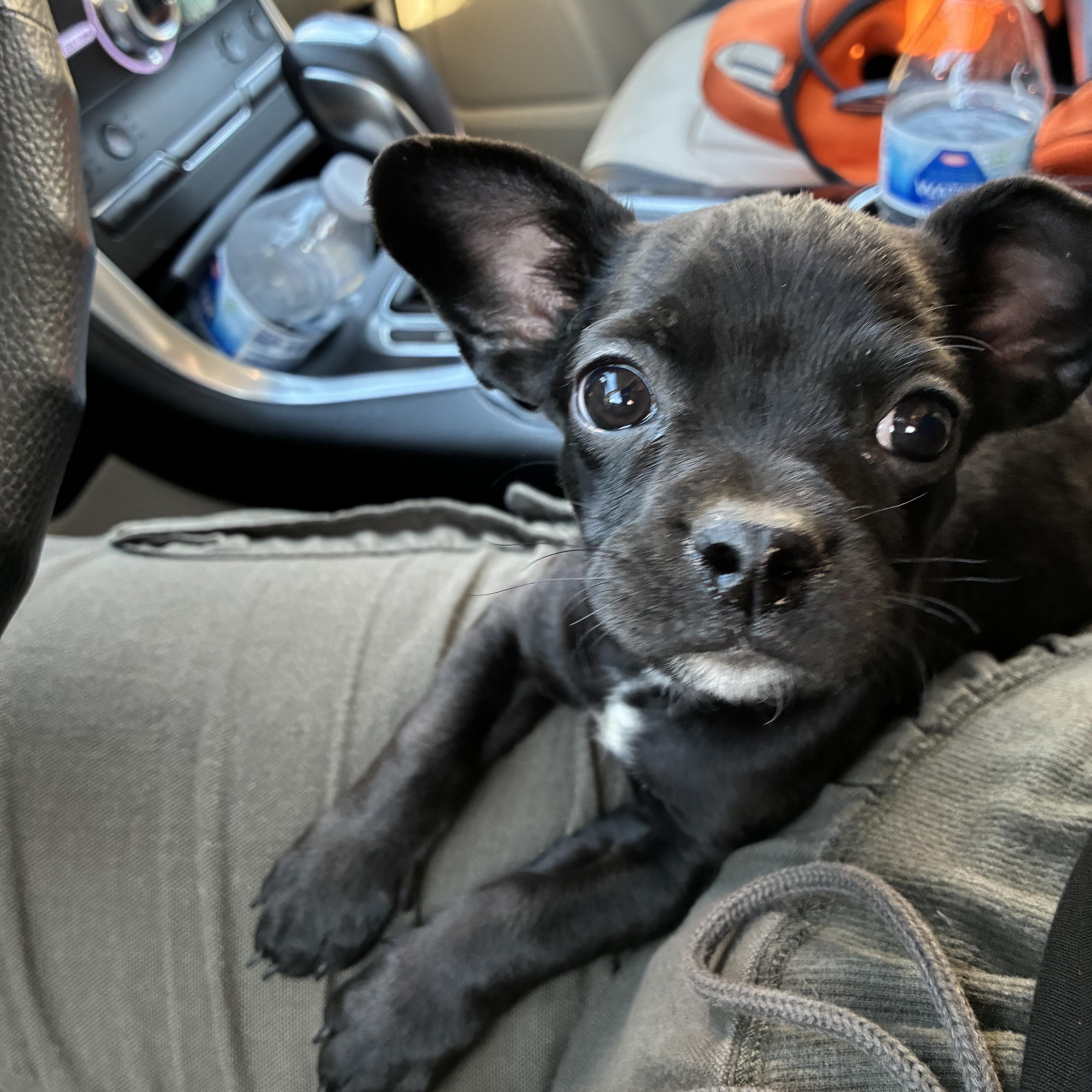 A baby small-sized male Black French Bulldog dog named Ozzy for adoption in Seal Beach, CA