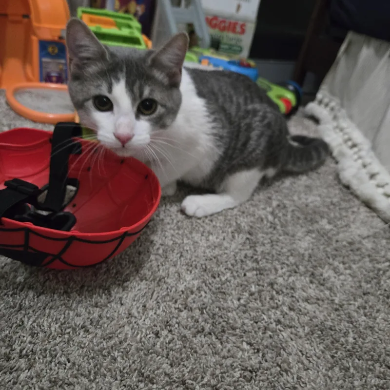 A baby small-sized male Tabby (Gray / Blue / Silver) Domestic Short Hair cat named Hal for adoption in Sedalia, MO