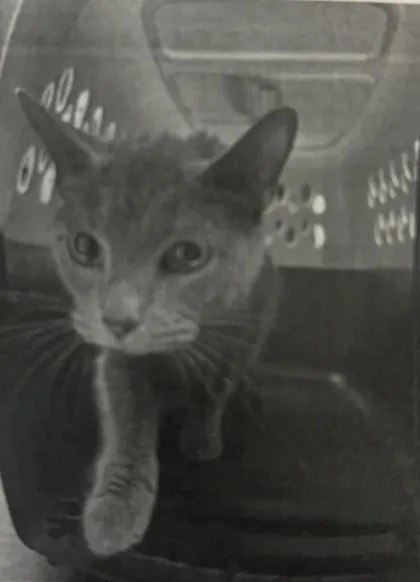 An adult medium-sized female Domestic Short Hair cat named Shokupan for adoption in Cincinnati, OH