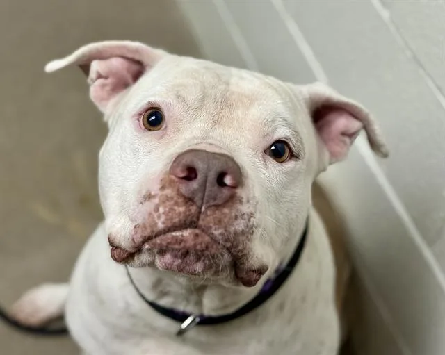 An adult large-sized female Pit Bull Terrier dog named Mily for adoption in Tucson, AZ