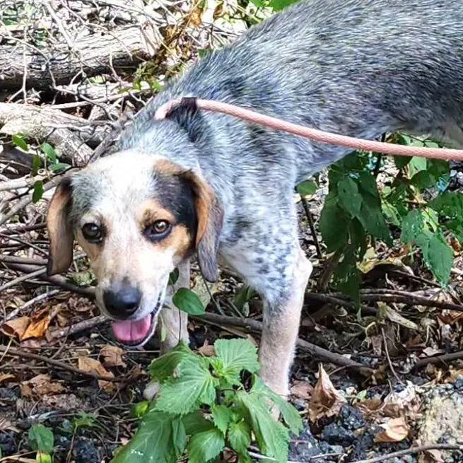 An adult small-sized male Beagle dog named Felix for adoption in Fairfax, VA