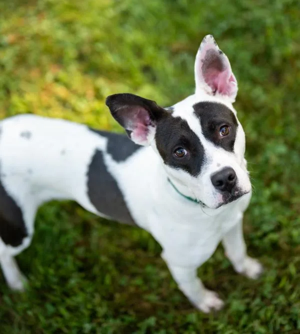 A young medium-sized male Harrier dog named Beezy for adoption in Stratham, NH
