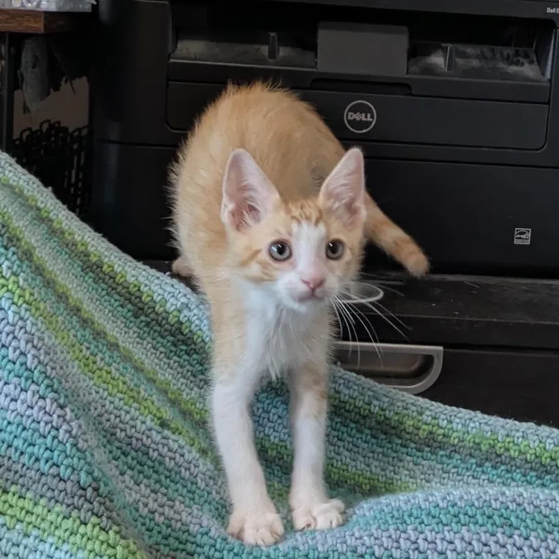 A baby small-sized male Orange / Red Domestic Short Hair cat named Auguste Gusteau for adoption in Long Beach, CA