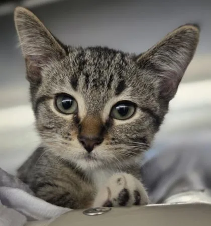 A baby small-sized female Domestic Short Hair cat named Baltimore for adoption in Munster, IN