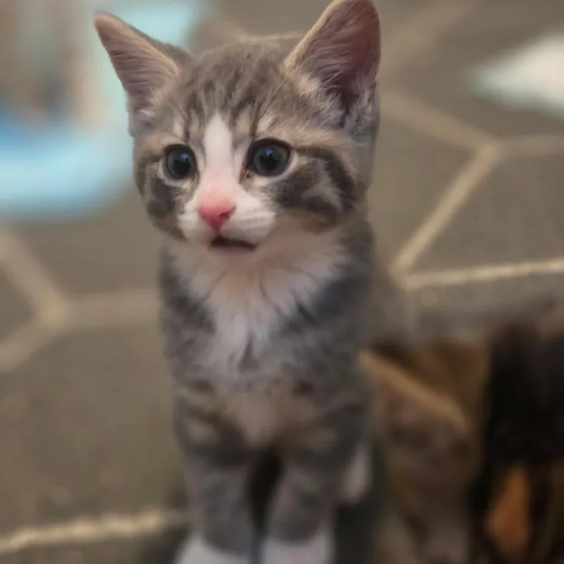 A baby small-sized male Domestic Medium Hair cat named Cielo for adoption in Cumming, GA