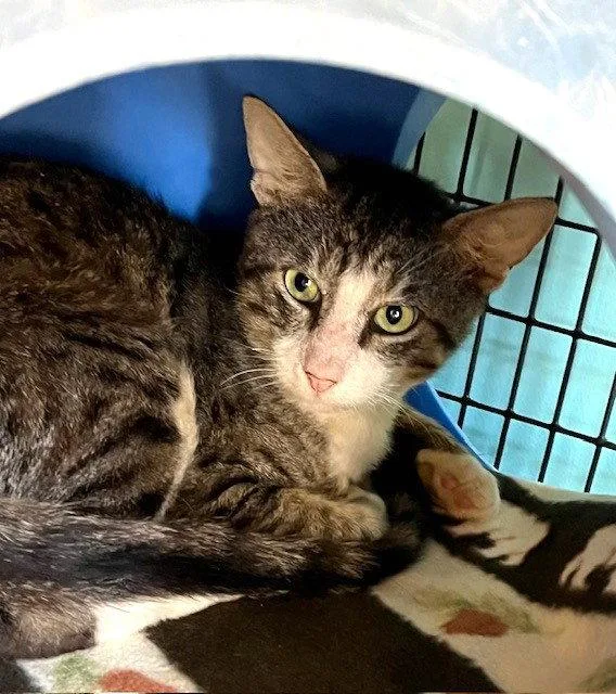 An adult medium-sized male Domestic Short Hair cat named Dio for adoption in Seal Beach, CA