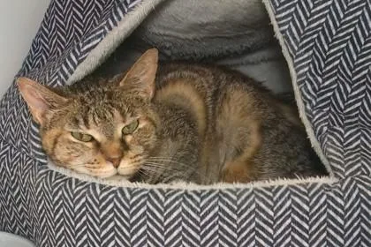 A senior medium-sized female Domestic Short Hair cat named Evangeline for adoption in West Chester, PA