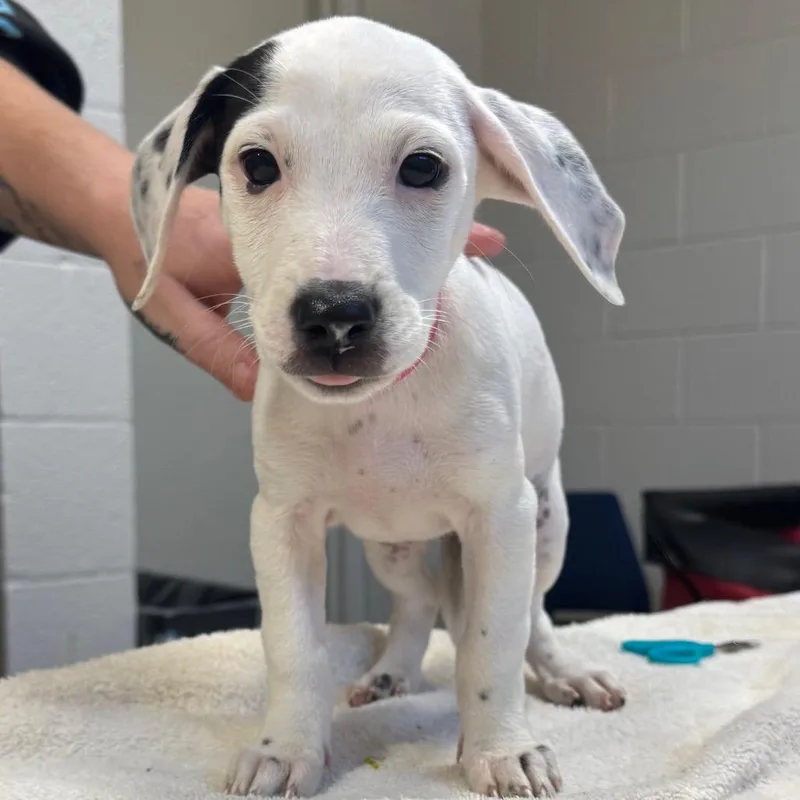 A baby medium-sized female Black Beagle dog named Morticia for adoption in Englewood, FL