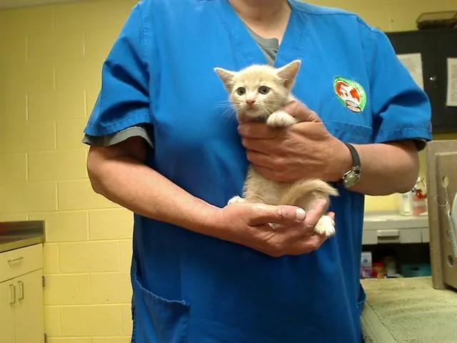 A baby medium-sized male Domestic Short Hair cat named Nashville for adoption in Cookeville, TN