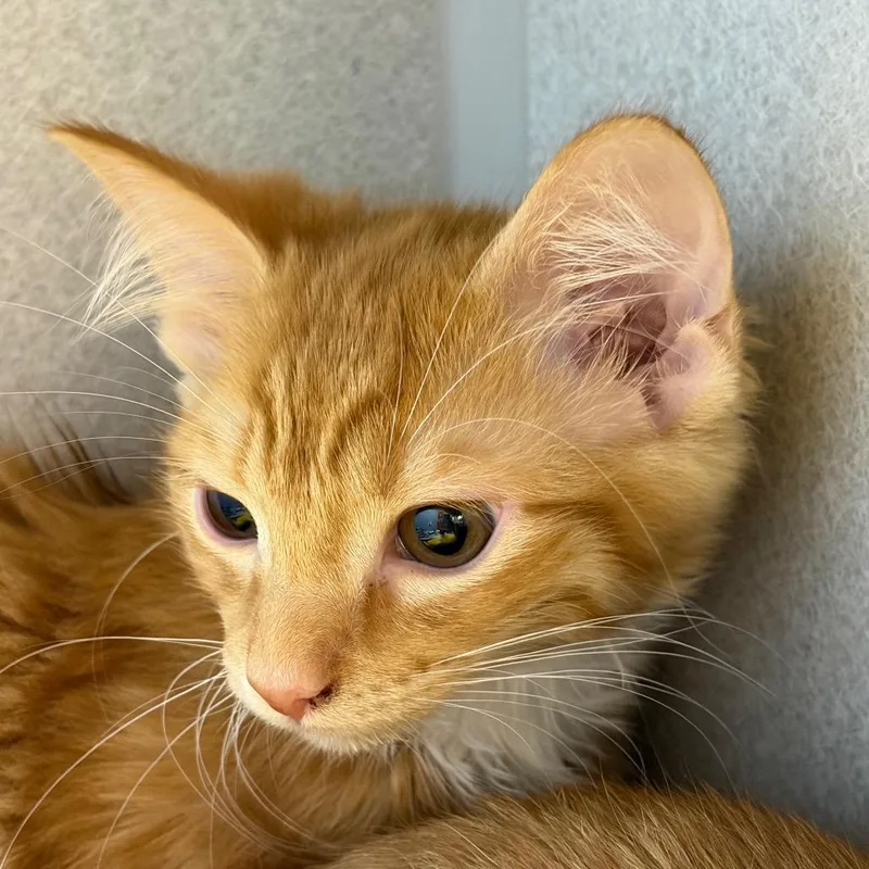 A baby small-sized female Orange / Red Domestic Short Hair cat named Honey for adoption in Pittsburgh, PA