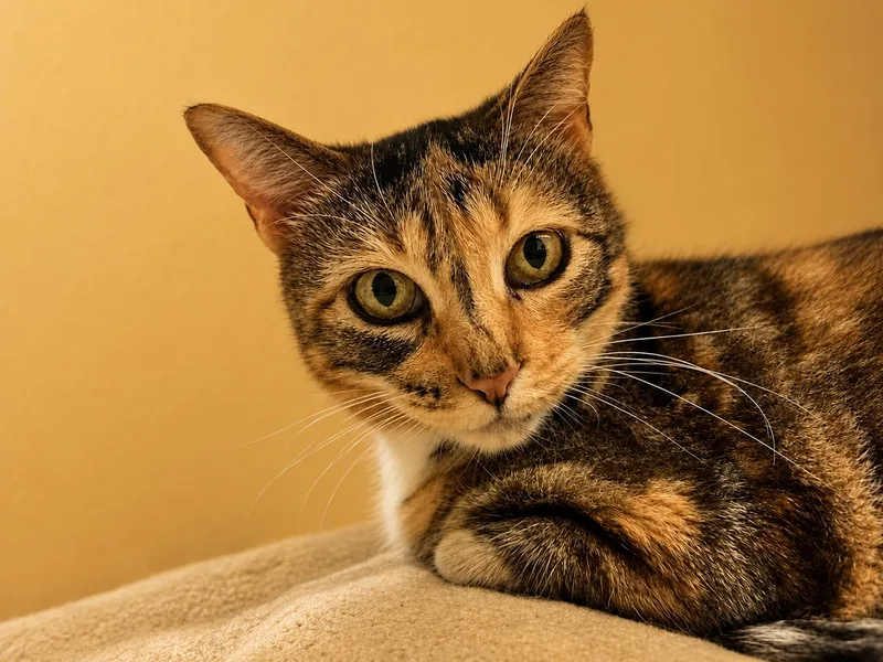 A senior large-sized female Calico Domestic Short Hair cat named Magpie  Sweet Calm for adoption in Austin, TX