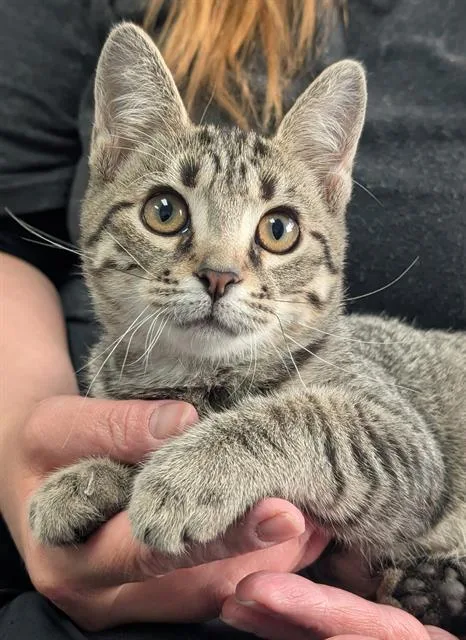 A baby medium-sized male Domestic Short Hair cat named Bones for adoption in Canfield, OH
