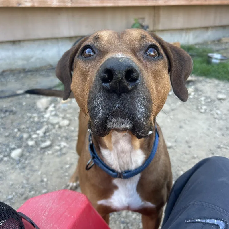 An adult medium-sized male Mixed Breed dog named Cornell for adoption in Nampa, ID