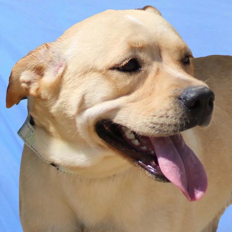 An adult medium-sized female Yellow / Tan / Blond / Fawn Mixed Breed dog named Sidney for adoption in Las Cruces, NM