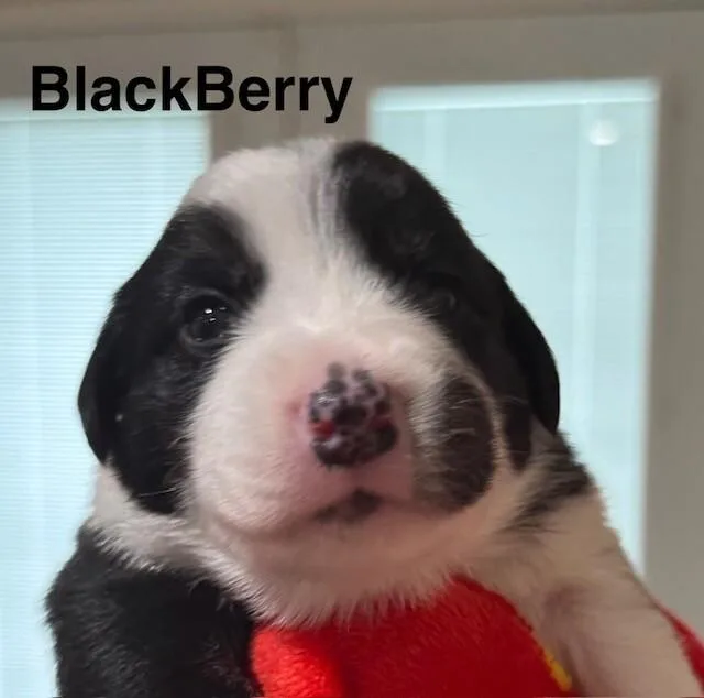 Blackberry thumbnail 2