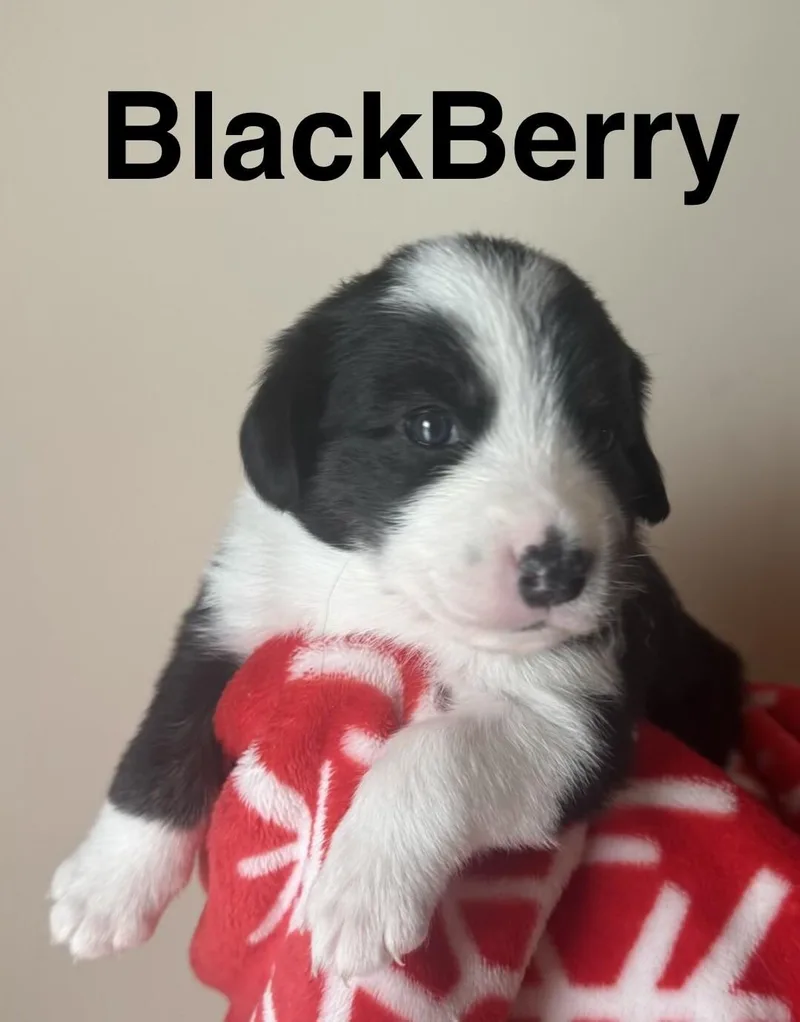 Blackberry thumbnail 4