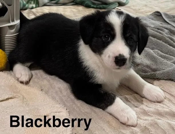 Blackberry thumbnail 6