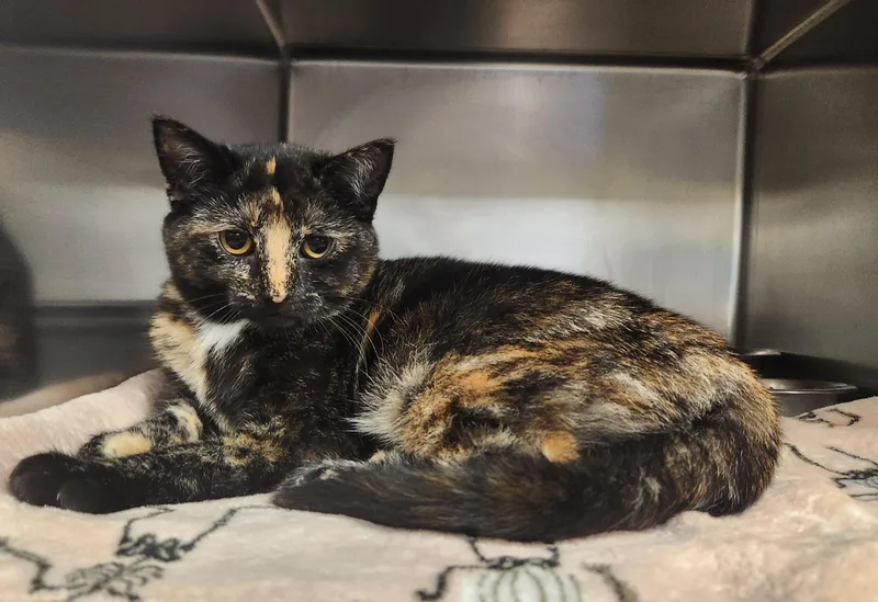 A baby medium-sized female Black Domestic Short Hair cat named Barracuda for adoption in Clayton, NJ