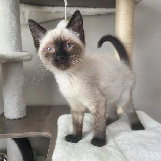 A baby medium-sized female Seal Point Siamese cat named Kourtney for adoption in Chattanooga, TN