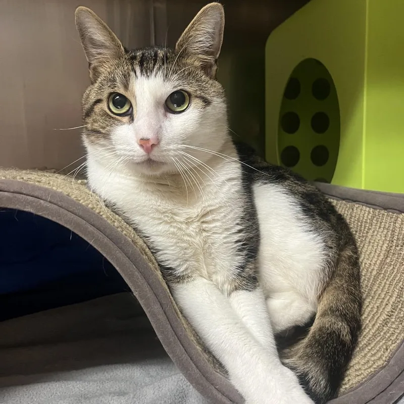 An adult large-sized male Domestic Short Hair cat named Skywalker for adoption in Providence, RI