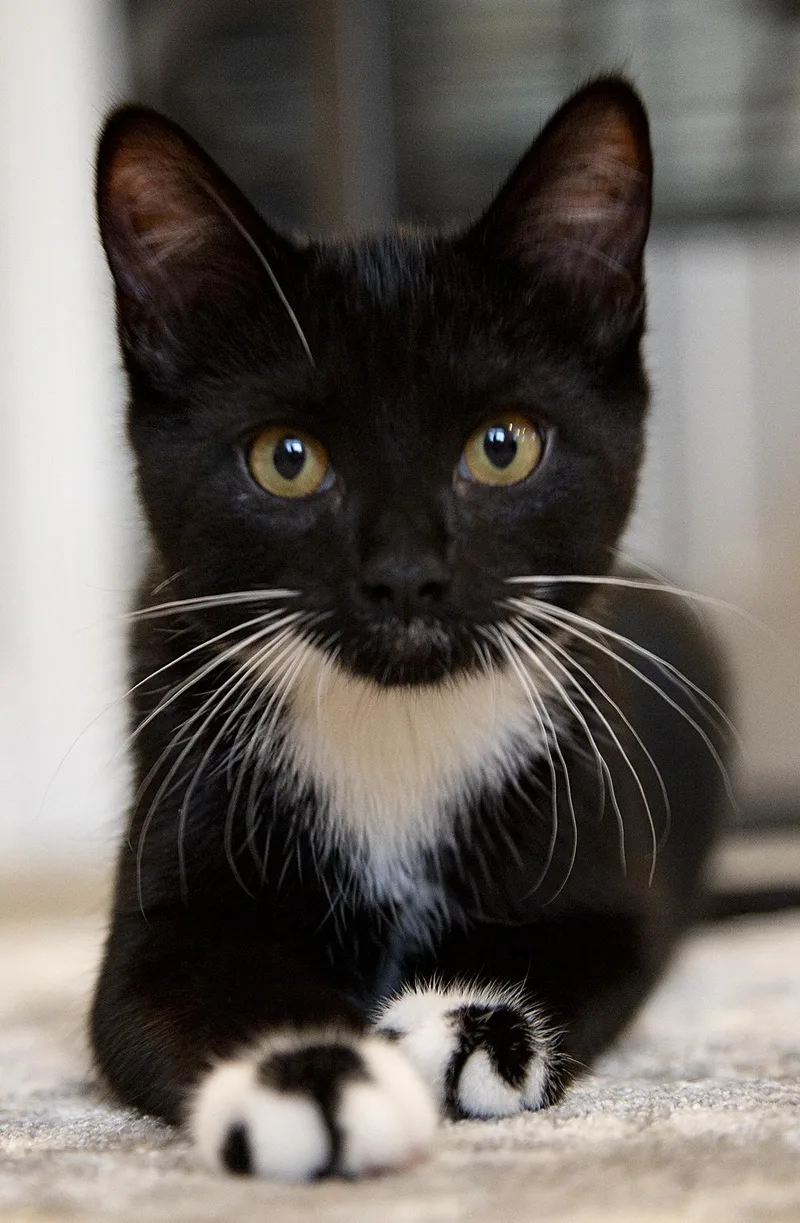 A baby medium-sized male Black & White / Tuxedo Domestic Short Hair cat named Domino for adoption in Chicago, IL