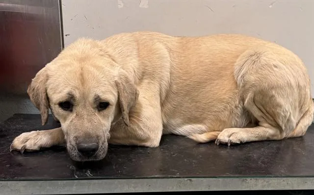 An adult large-sized female Labrador Retriever dog named Ducky for adoption in Lancaster, CA