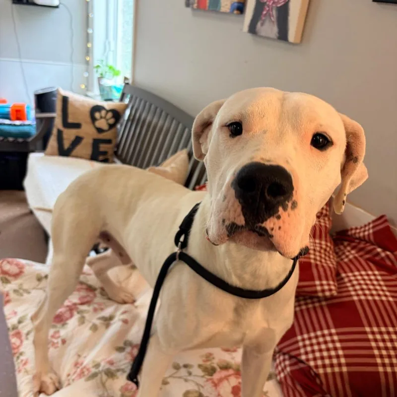 An adult large-sized male White / Cream Pit Bull Terrier dog named Tbone for adoption in Belleville, IL