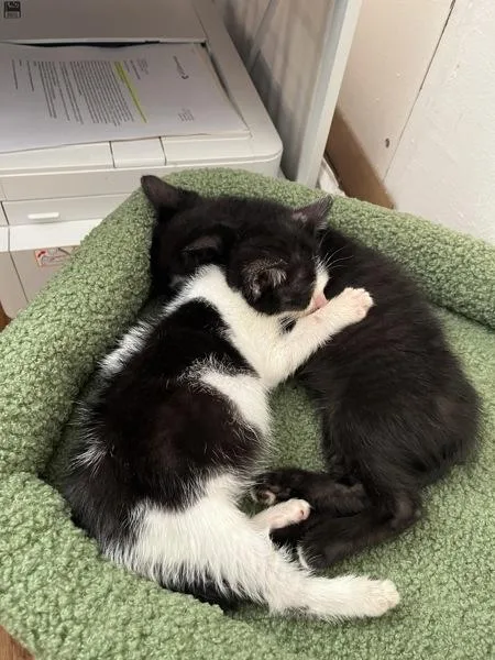A baby small-sized female Domestic Short Hair cat named Robo for adoption in New York, NY