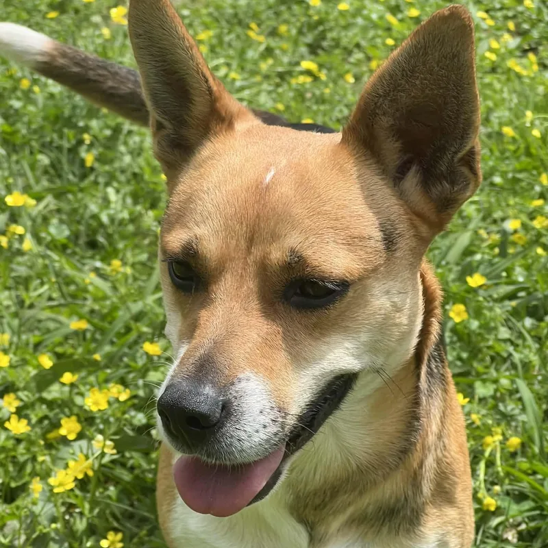 A young medium-sized female Corgi dog named Roxy for adoption in Enfield, CT