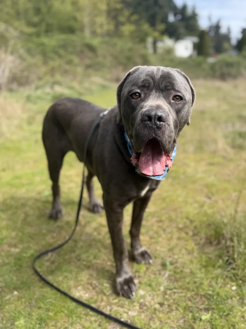An adult extra large-sized male Gray / Blue / Silver Cane Corso dog named Ozzie for adoption in lynnwood , WA