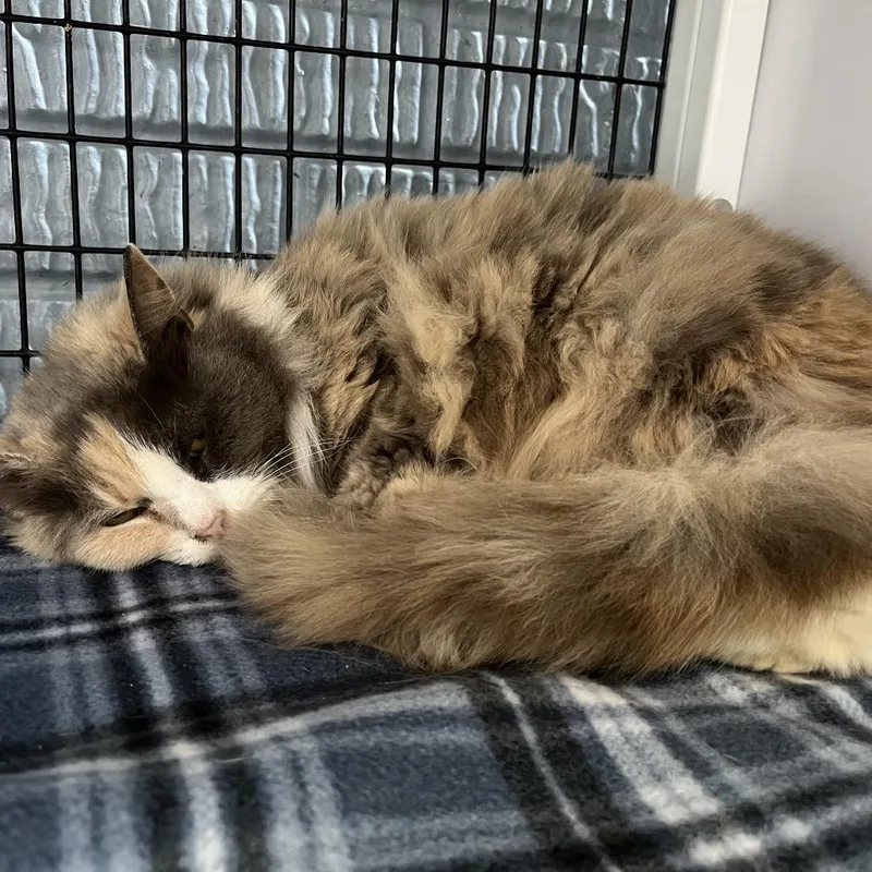 An adult medium-sized female Calico Domestic Long Hair cat named Molly for adoption in Fredericksburg, VA