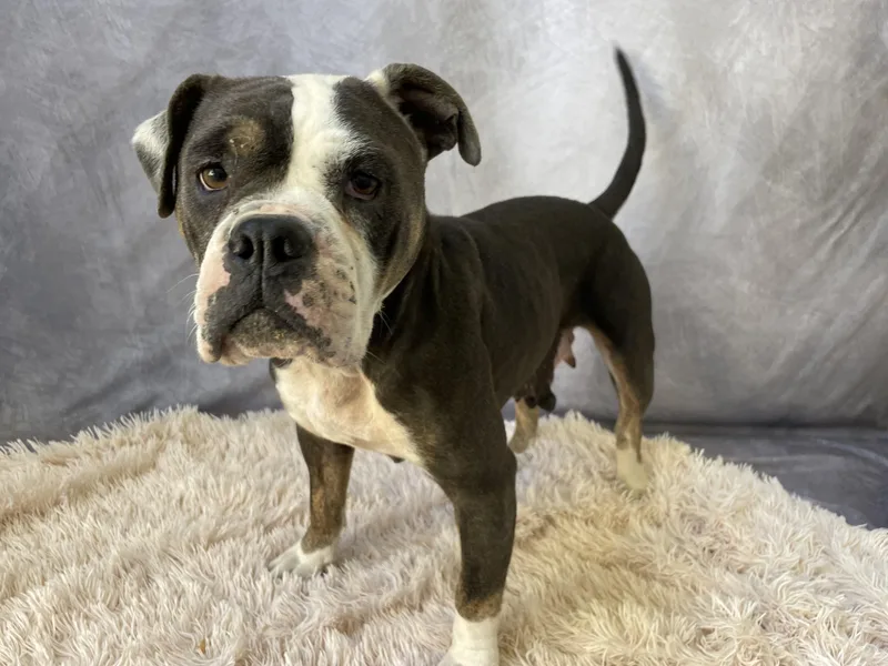 An adult medium-sized female American Bulldog dog named Roxy for adoption in Salinas, CA