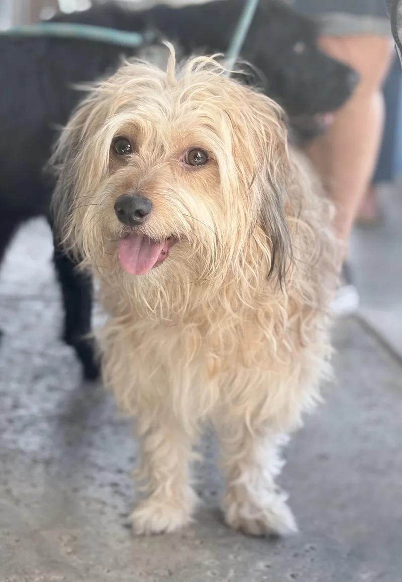 An adult small-sized male Terrier dog named Chester for adoption in Newport Beach, CA