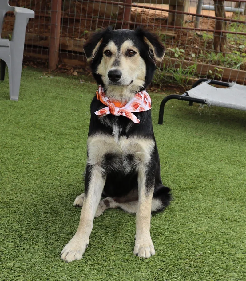 A young medium-sized female Terrier dog named Hoppy for adoption in Keller, TX