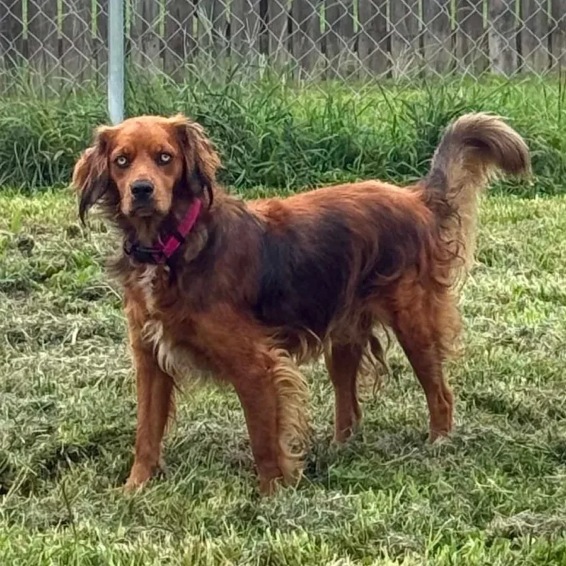 A young medium-sized female Red / Chestnut / Orange Irish Setter dog named Mia for adoption in Farmersville, OH