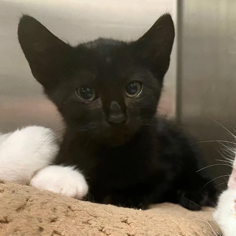 A baby small-sized female Black Domestic Short Hair cat named Mora for adoption in Los Angeles, CA