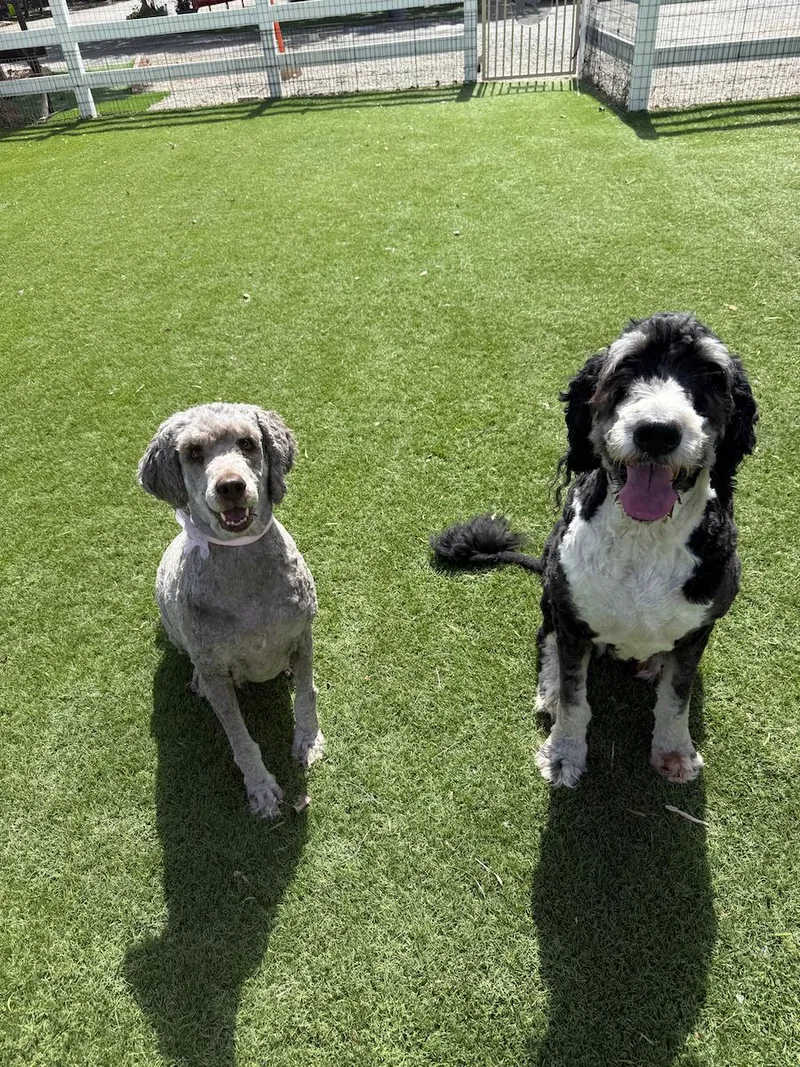 A senior medium-sized male White / Cream Bernedoodle dog named Mickey for adoption in Temecula, CA