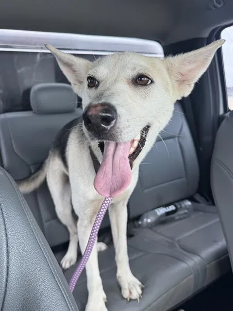 Yoda