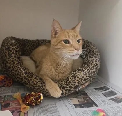 A senior medium-sized male Tabby (Orange / Red) Domestic Short Hair cat named Grandpapa for adoption in Phoenixville, PA