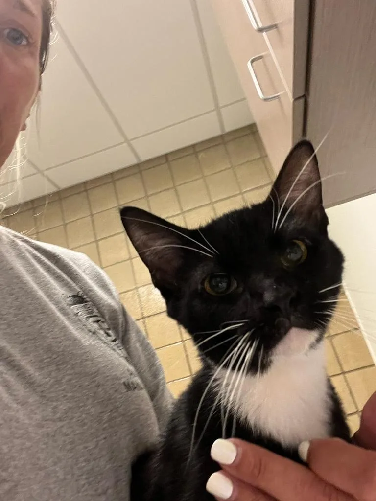 A young large-sized male Domestic Short Hair cat named Bert for adoption in Greenfield, IN