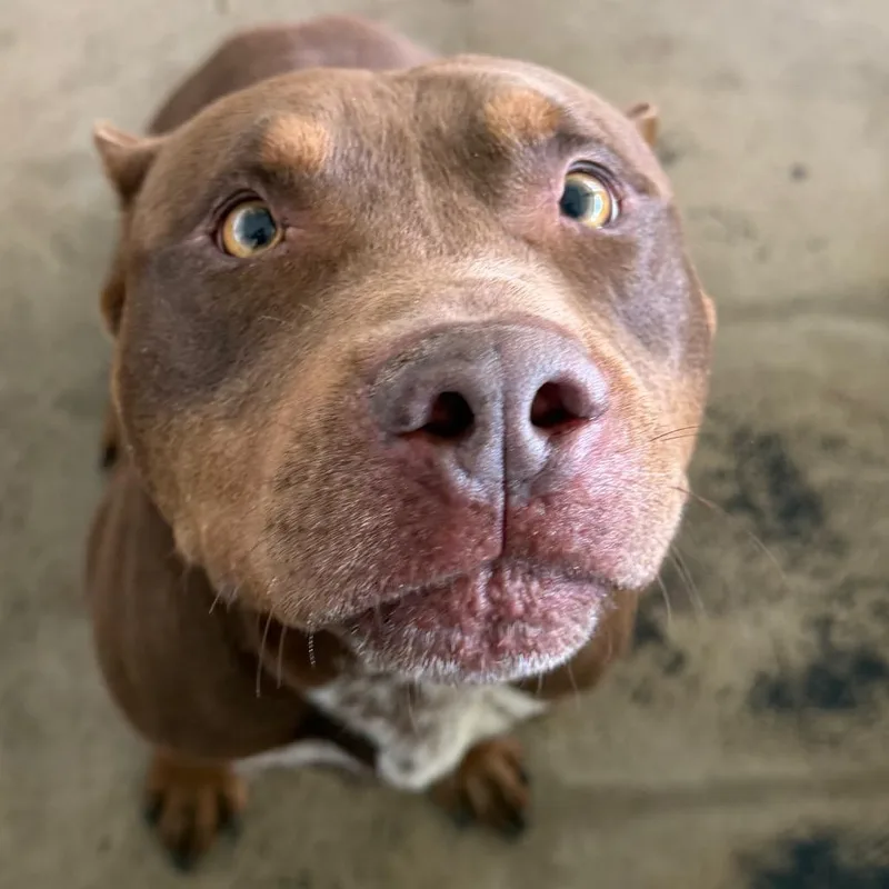An adult small-sized male Brown / Chocolate Pit Bull Terrier dog named Atlas for adoption in Clarksdale, MS