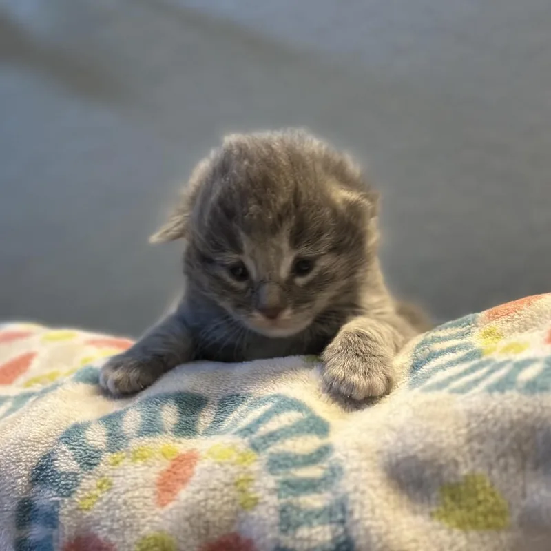 A baby small-sized male Gray / Blue / Silver Domestic Short Hair cat named Token for adoption in Kanab, UT