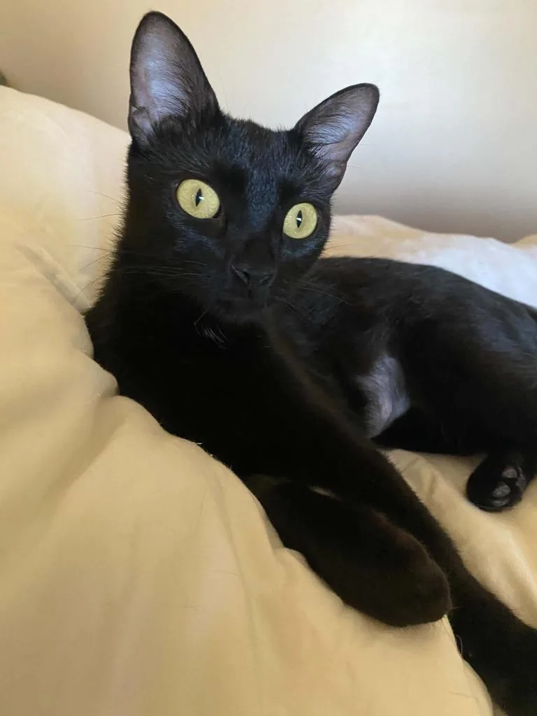 A baby medium-sized female Domestic Short Hair cat named Willadeene for adoption in Hoover, AL
