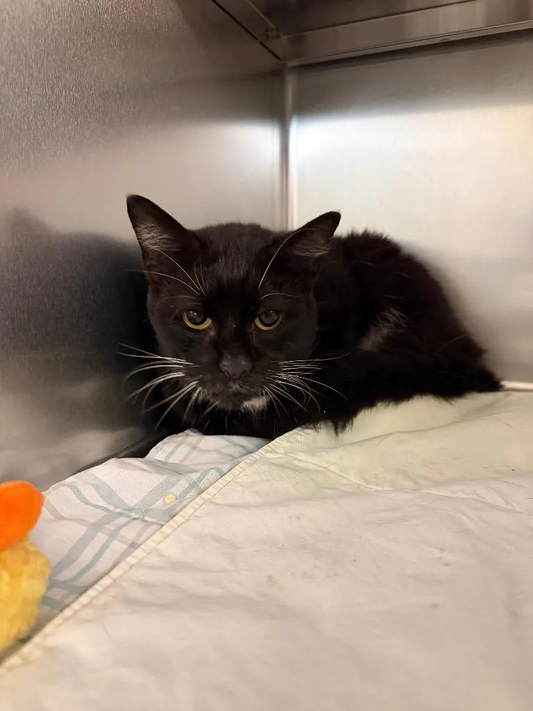 An adult medium-sized female Domestic Short Hair cat named Rabbit for adoption in Mineral, VA