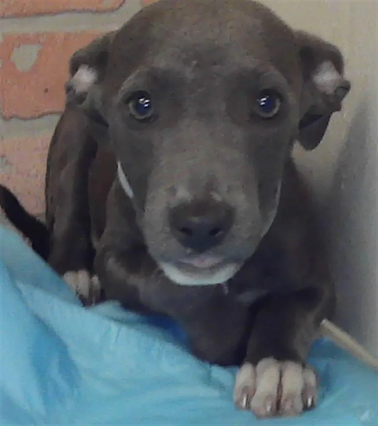 A baby small-sized female Staffordshire Bull Terrier dog named S’more for adoption in Houston, TX