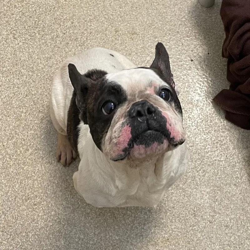 An adult small-sized female White / Cream French Bulldog dog named Chloe for adoption in Bristol, IN