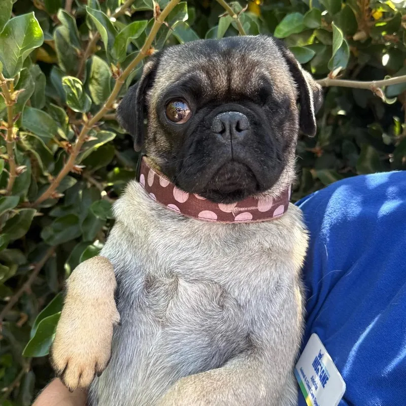 An adult small-sized female Yellow / Tan / Blond / Fawn Pug dog named Wilma for adoption in Santa Barbara, CA