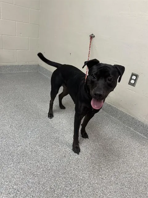An adult small-sized female Labrador Retriever dog named Koda for adoption in Pasadena, TX